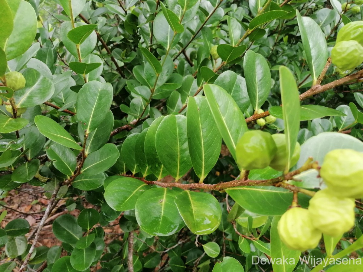 Chrysobalanaceae